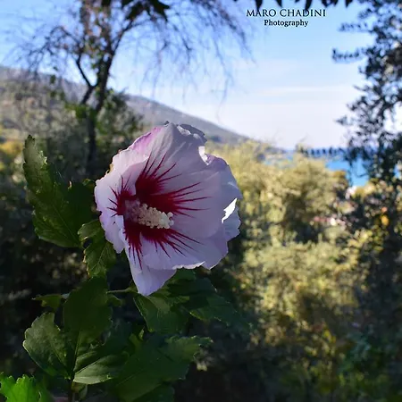 Appartamento Isabel Artemis Chorefton